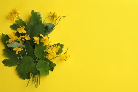 Celandine with beautiful flowers on yellow background, flat lay. Space for textの写真素材