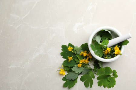 Celandine with mortar and pestle on gray table, flat lay. Space for textの写真素材
