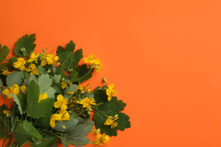 Celandine with beautiful yellow flowers on orange background, flat lay. Space for textの写真素材
