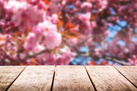 Empty wooden surface and beautiful blossoming sakura tree on backgroundの写真素材