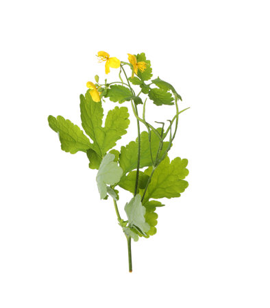 Celandine with yellow flowers and green leaves isolated on whiteの写真素材