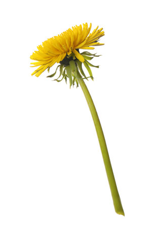 Beautiful blooming yellow dandelion isolated on whiteの写真素材
