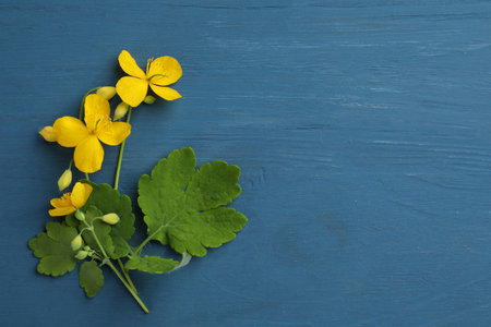 Celandine with yellow flowers and green leaves on blue wooden table, flat lay. Space for textの写真素材