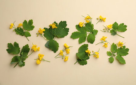 Celandine with beautiful yellow flowers on beige background, flat layの写真素材