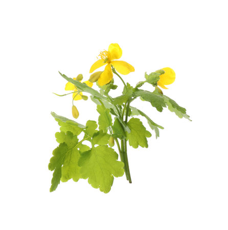 Celandine with yellow flowers and green leaves isolated on whiteの写真素材