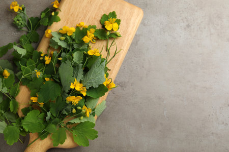 Celandine with beautiful yellow flowers on gray table, flat lay. Space for textの写真素材
