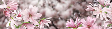 Beautiful pink magnolia flowers outdoors, banner design. Amazing spring blossomの写真素材