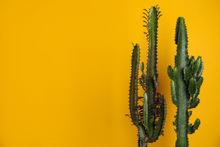 Beautiful cacti on yellow background, space for textの写真素材
