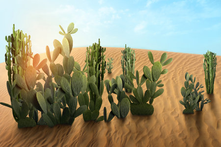 Beautiful cacti growing in sandy desert on hot dayの写真素材