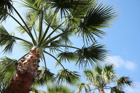 Beautiful palm tree outdoors on sunny summer day, low angle viewの写真素材