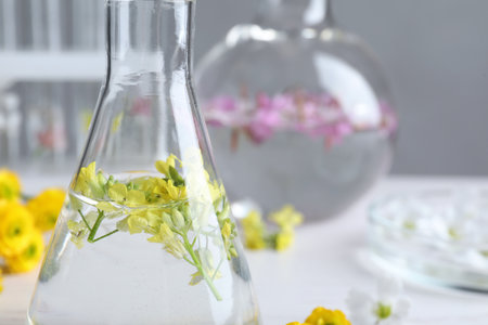 Flask with flowers in laboratory, closeup. Extracting essential oils for perfumery and cosmeticsの写真素材