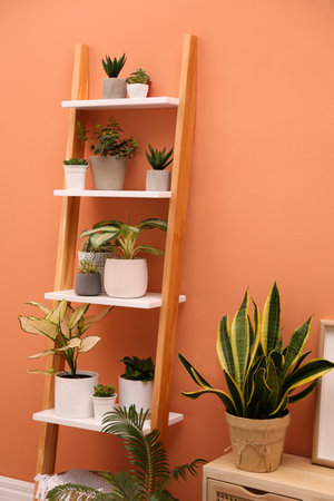 Stylish room interior with decorative ladder and plants near coral wallの写真素材