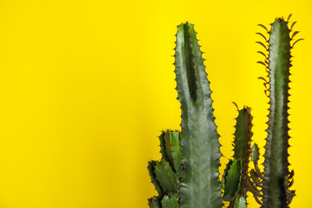 Beautiful cacti on yellow background, space for textの写真素材