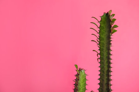 Beautiful cactus on pink background, space for textの写真素材