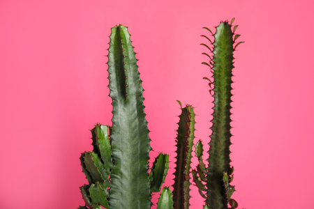Beautiful cacti on pink background. tropical plantの写真素材
