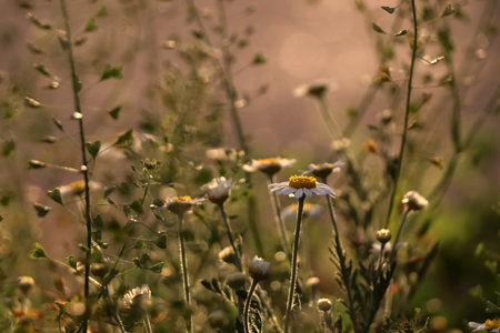Beautiful wild flowers growing in spring meadowの写真素材