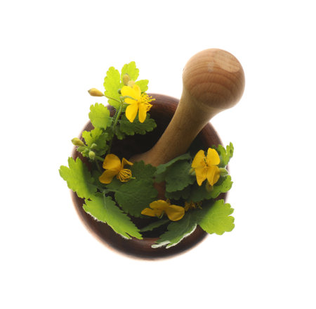 Celandine with pestle in wooden mortar isolated on white, top viewの写真素材