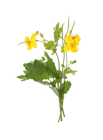 Celandine with yellow flowers and green leaves isolated on whiteの写真素材
