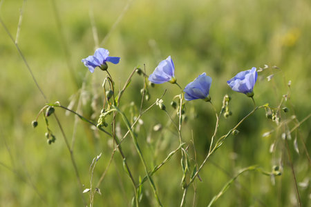 Beautiful flowers growing in meadow on sunny dayの写真素材