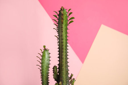 Beautiful cactus on color background. tropical plantの写真素材