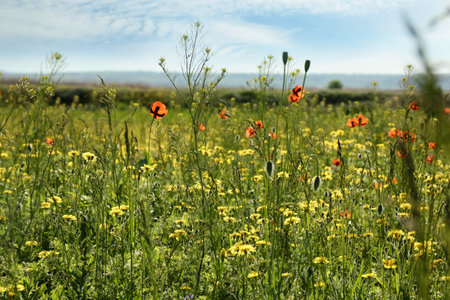 Beautiful flowers growing in meadow on sunny dayの写真素材