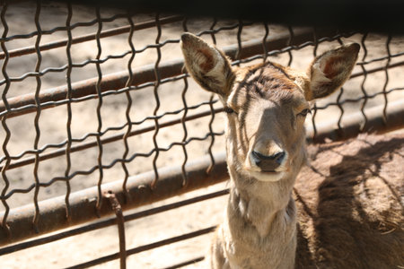 Cute deer near mesh fence outdoors at zoo, closeupの写真素材