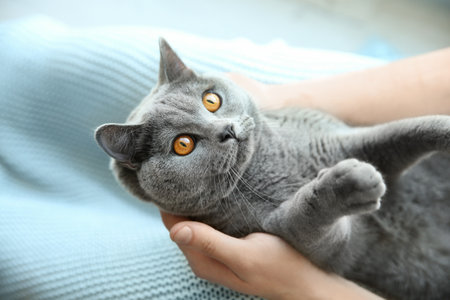 Man with cute gray cat, closeup viewの写真素材
