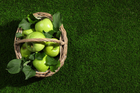 Ripe green apples with leaves in wicker basket on grass, top view. Space for textの写真素材