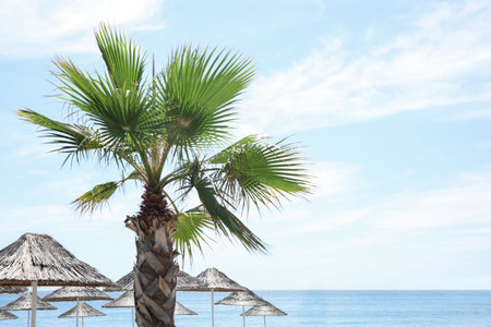 Beautiful palm tree on sea beach resortの写真素材