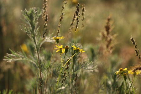 Beautiful wild flowers growing in spring meadowの写真素材