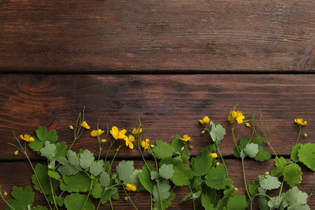 Celandine with yellow flowers and green leaves on wooden table, flat lay. Space for textの写真素材