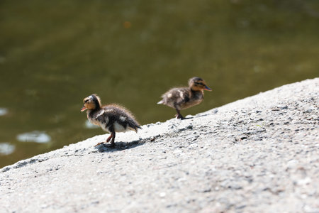 Cute fluffy ducklings on stone near pond. baby animalsの写真素材
