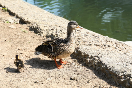 Little duckling with mother at zoo on sunny day. baby animalsの写真素材