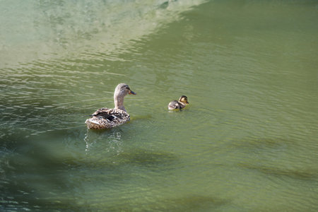 Little duckling with mother in pond. baby animalsの写真素材