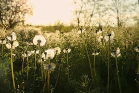 Beautiful fluffy dandelions growing outdoors on a sunny day. Meadow flowersの写真素材