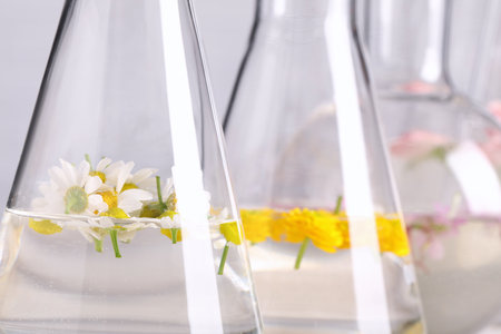 Laboratory glassware with different flowers, closeup. essential oil extractionの写真素材