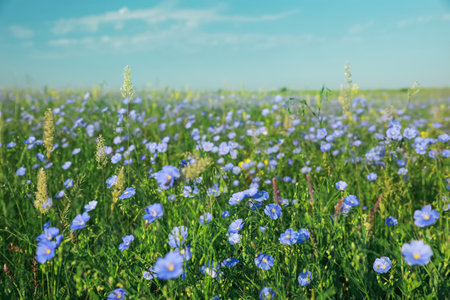 picturesque view of beautiful blooming fieldの写真素材