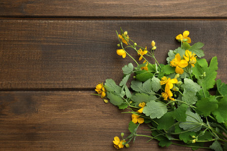 Celandine with beautiful yellow flowers on wooden table, flat lay. Space for textの写真素材