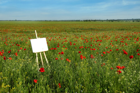 Wooden easel with blank canvas in poppy field on sunny dayの写真素材