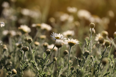 Beautiful chamomile flowers growing in spring meadowの写真素材