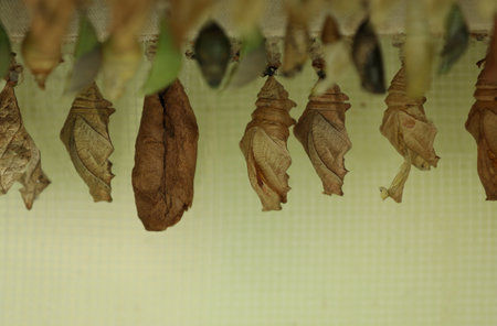 Many different pupaes at butterfly house, closeupの写真素材