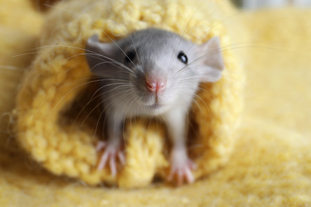 Cute small rat wrapped in yellow knitted plaid, closeupの写真素材