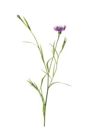 Beautiful purple cornflower isolated on white. Meadow plantの写真素材