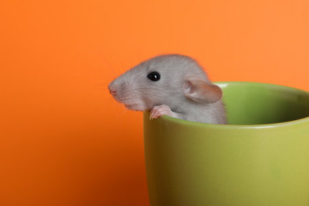 Cute small rat in green ceramic cup on orange background, closeup. Space for textの写真素材