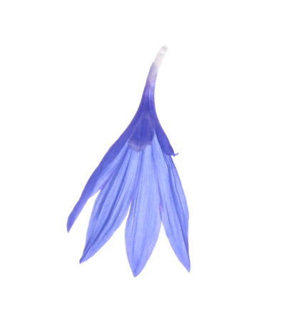 Beautiful light blue cornflower petal isolated on whiteの写真素材