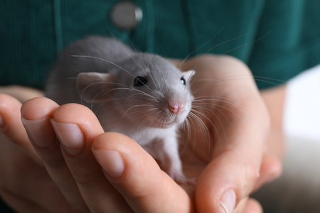 Woman holding cute small rat, closeup viewの写真素材