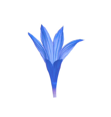 Beautiful light blue cornflower petal isolated on whiteの写真素材