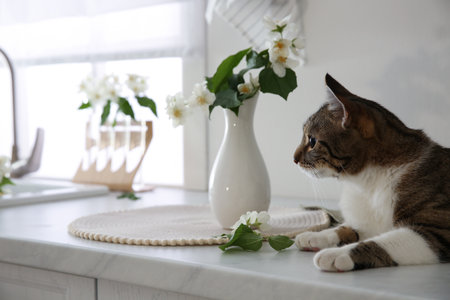 Cute cat near jasmine flowers on countertop in kitchen, space for textの写真素材