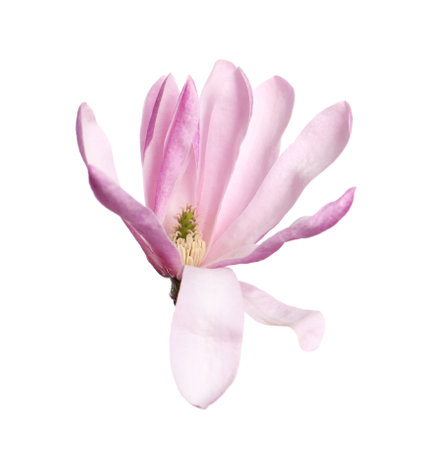 Beautiful pink magnolia flower isolated on whiteの写真素材
