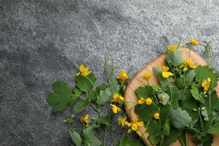 Celandine with beautiful yellow flowers on gray table, flat lay. Space for textの写真素材
